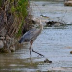 Blue Heron at the Dam