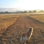 Hill Country Morning - Peter Cook