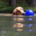 Sabrina River Dog - Peter Cook