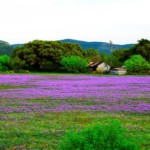 After the Rains, Camp Wood, TX