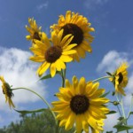 Garden sun flowers