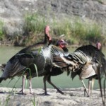 Keep Calm and Gobble On