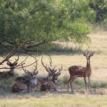 Relaxing in the Shade - Pat Rogers