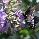 Spring Butterfly - Peter Cook