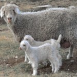 Twins one for me and one for coyote - Karen Stieler