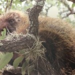 Lounging Porcupine
