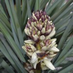 Yucca in Bloom